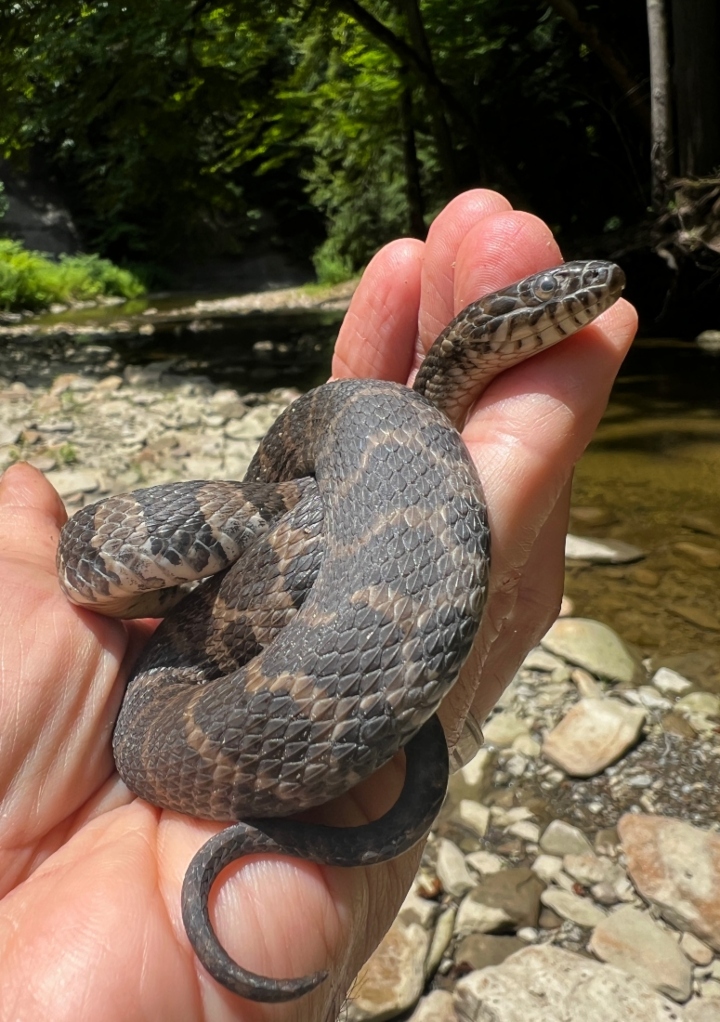 Northern Water Snake